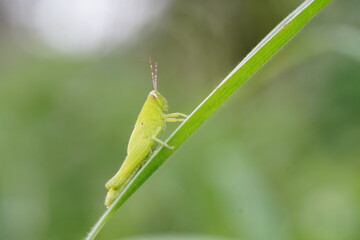 Grasshoppers are found in vegetable plots.