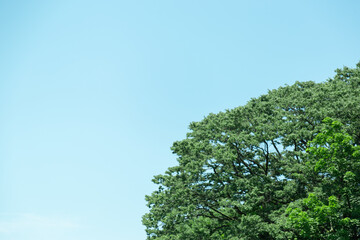 Obraz premium ドローン撮影：木が生い茂った山と青空