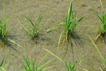 日差しを浴びながら育つ稲