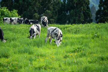 Fototapeta premium 緑が綺麗な牧場に放牧された牛たち