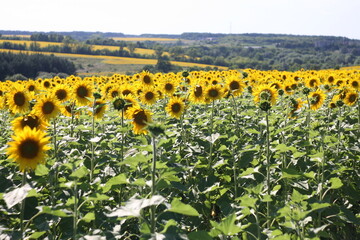 Obraz premium Field of ripe yellow sunflowers, natural background.