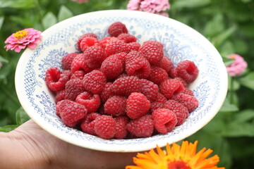 Raspberries in a plate close-up, natural whey.