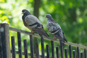 Two pigeons sitting on a fence in the city