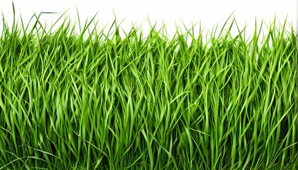 Obraz premium Green grass border on white background, AI Generated