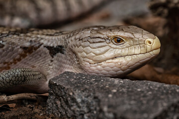 Obraz premium Close-up image of a tiliqua scincoides or common blue-tongued skink or blue-tongued lizard or common blue tongue.