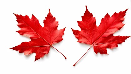 Red maple leaf on white background, AI Generated