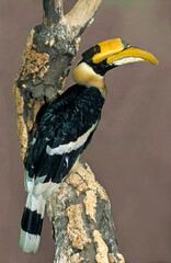 Calao bicorne,.Buceros bicornis , Great Hornbill,  Asie