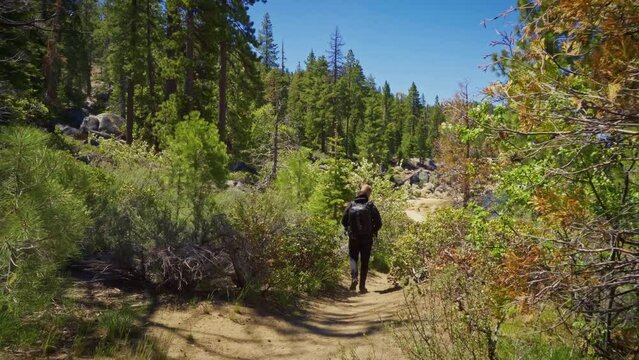 Tourist with a backpack hiking along a trail surrounded by trees near Lake Tahoe, California. 4K UHD video.
