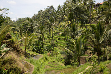 Beautiful view of rice terraces in Bali, Indonesia

