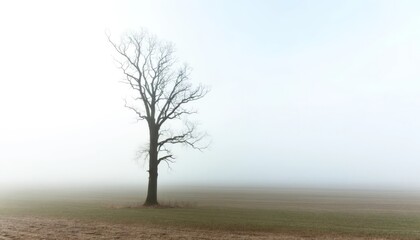 An old, leafless tree in a foggy field during early morning.