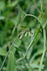 Broad leaved everlasting pea flower buds