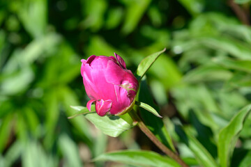 Fragrant peony flower bud