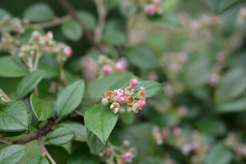 Black-berried cotoneaster flowers