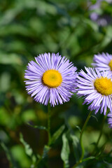 Showy fleabane flowers