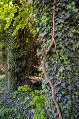 Stary cmentarz ewangelicki, stare płyty nagrobne i krzyże. Sekrety, misteria, wilkołaki i wampiry - legendy