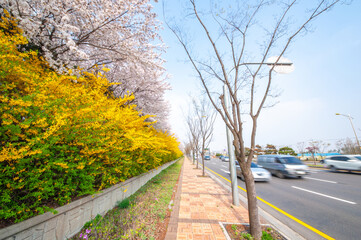 韓国ソウルの春、桜並木とレンギョウ通り