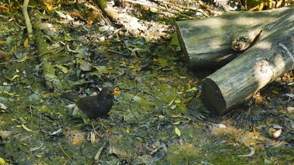 Blackbird by the stream