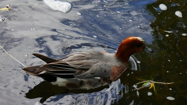  Mareca penelope drake swims in the river.