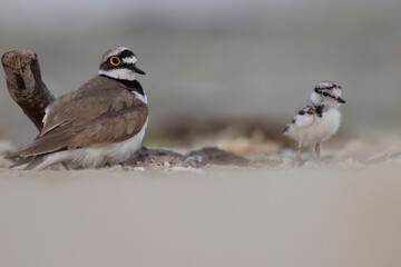 Waders or shorebirds, little ringed plover chick on the beach. Italy, Giulianova. © vinx83