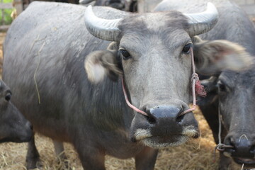 Naklejka premium These buffalos are so beautiful