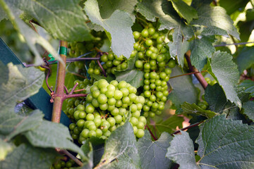 Stages of grape ripening - young grapes with many small green grapes photographed on a trellis...
