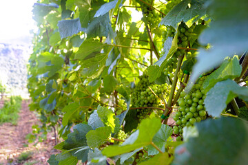 Recently struck storms of grapes growing in a vineyard on a trellis. Vegetating grape seedlings.