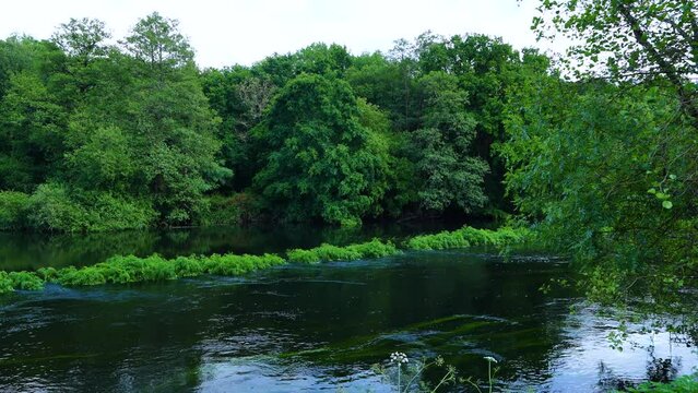Spring landscape on the Mi&ntilde;o River in "As Insuas do Mi&ntilde;o" in the municipality of R&aacute;bade. Santiago's road. Lugo. Galicia. Spain. Europe