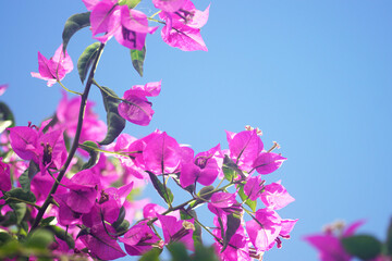 Sunlit violet bougainvillea flowers against a blue cloudless sky. Nature on the coast of Montenegro in summer.