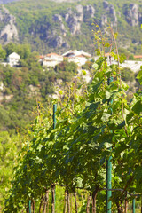 Morning in the vineyard: view of rows of grapevines against the backdrop of a bark slope and houses out of focus.