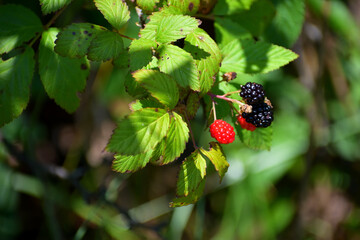 red and blackberries growing 
