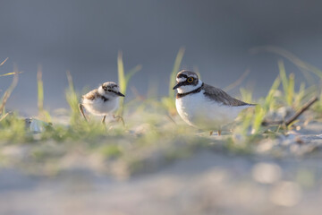 Wader or shorebird, little ringed plover (Charadrius dubius) on the beach.