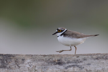 Wader or shorebird, little ringed plover (Charadrius dubius) on the beach.
