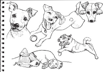 jack russell terier puppies1