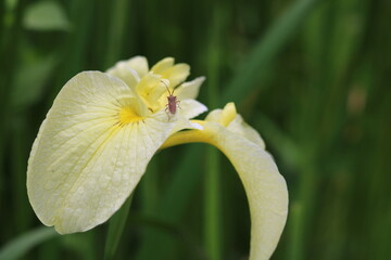 Brown stink bug moving over yellow iris petals