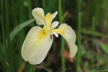 Light yellow iris flower