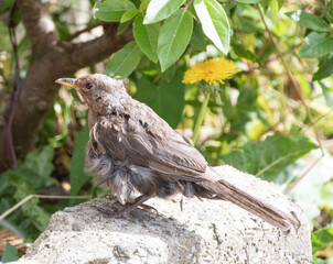 Molting  blackbird  melting  season  wildlife  bird  moulting 