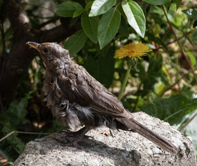 Molting  blackbird  melting  season  wildlife  bird  moulting 