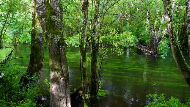 Spring landscape on the Mi&ntilde;o River in "As Insuas do Mi&ntilde;o" in the municipality of R&aacute;bade. Santiago's road. Lugo. Galicia. Spain. Europe