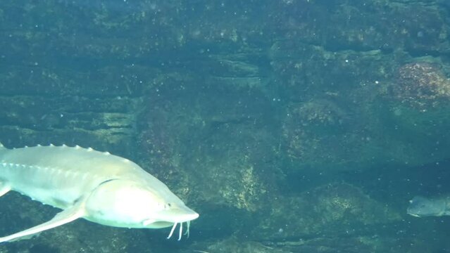 Beluga or Great sturgeon (Huso huso) is species of anadromous fish in sturgeon family (Acipenseridae) of order Acipenseriformes. It is found primarily in Caspian and Black Sea basins.