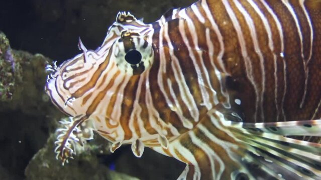 Red lionfish (Pterois volitans) or zebrafish is venomous coral reef fish in family Scorpaenidae, order Scorpaeniformes. It is native to Indo-Pacific region, invasive species in Caribbean Sea.