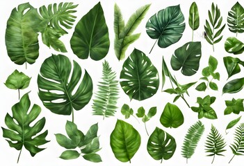 Green Leaves on a clear Background