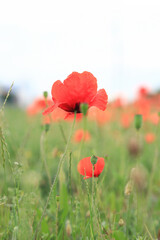 Fototapeta premium Red poppy in cloudy weather. Poppies blooming in summer, close-up. Natural background