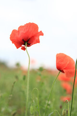 Naklejka premium Red poppy in cloudy weather. Poppies blooming in summer, close-up. Natural background