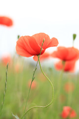 Fototapeta premium Red poppy in cloudy weather. Poppies blooming in summer, close-up. Natural background