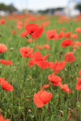 Red poppy. Spring flowers, natural background. Beautiful poppy blossoms on a sunny day. Flowers close up. Papaver rhoeas. Flowers on a lawn or clearing