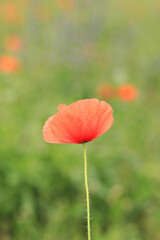 Fototapeta premium Red poppy. Spring flowers, natural background. Beautiful poppy blossoms on a sunny day. Flowers close up. Papaver rhoeas. Flowers on a lawn or clearing