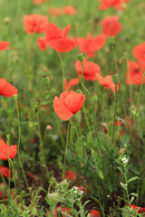 Fototapeta premium Red poppy. Spring flowers, natural background. Beautiful poppy blossoms on a sunny day. Flowers close up. Papaver rhoeas. Flowers on a lawn or clearing