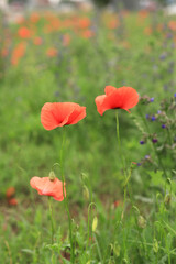 Fototapeta premium Red poppy. Spring flowers, natural background. Beautiful poppy blossoms on a sunny day. Flowers close up. Papaver rhoeas. Flowers on a lawn or clearing