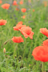 Red poppy. Spring flowers, natural background. Beautiful poppy blossoms on a sunny day. Flowers close up. Papaver rhoeas. Flowers on a lawn or clearing