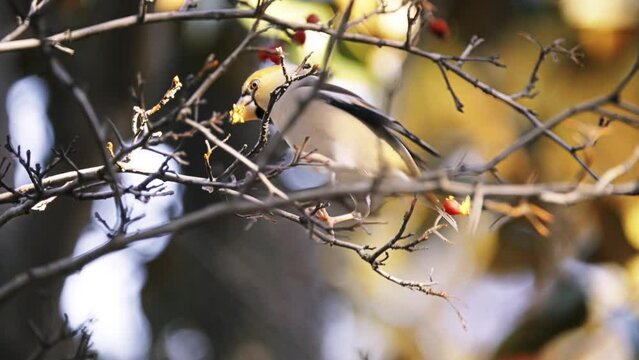 Hawfinch (Coccothraustes coccothraustes) is passerine bird in finch family Fringillidae. Its relatives are evening grosbeak (Hesperiphona vespertinus) and hooded grosbeak (Hesperiphona abeillei).